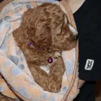 Wendy 🌷 Genetic Clear Parents, a female Miniature Goldendoodle for sale in Navarre, OH – Photo 9 of 10