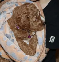 processed/9f65c381-b93b-47a0-8be7-5d8a093b68fb/listing/48497dbf-7352-415a-9422-182b0cdd1de5/fb0ef51b-5437-4f3d-94a6-b8e5fa463902