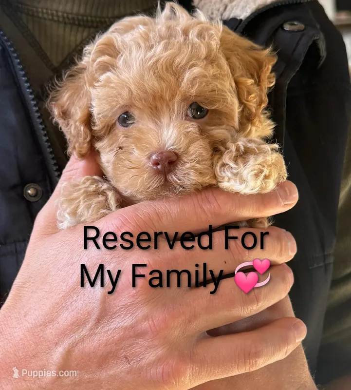 Zandra 🌷 – Havapoo puppy for sale in Navarre, OH