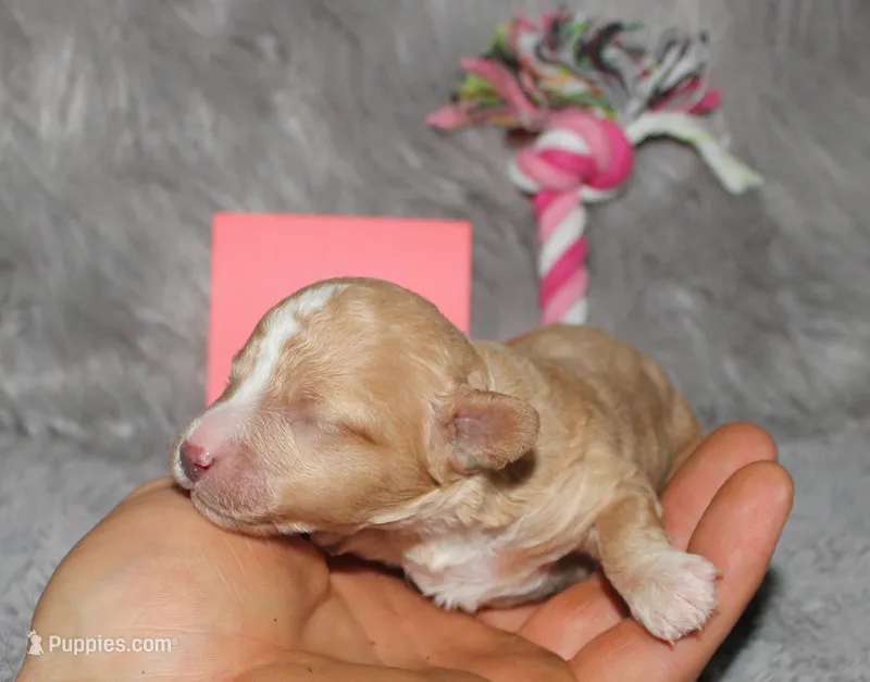 ZOEY 🌷 Toy Minature – Havanese, Poodle - Toy  puppy for sale in Navarre, OH