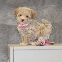 Toy/Miniature 👨‍👨‍👧‍👦💞🐕, a  Havanese and Poodle - Toy  for sale in Navarre, OH – 4 of 7