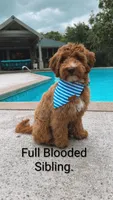 It's A Girl 🌷💞, a female Miniature Goldendoodle for sale in Navarre, OH – 2 of 2