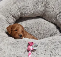 Muffin🌷, a female Miniature Goldendoodle for sale in Navarre, OH – 6 of 7