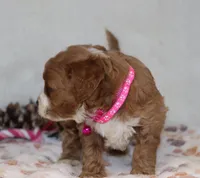 Mia 🌷 Gen.Clear Parents, a female Poodle - Miniature  and Miniature Goldendoodle for sale in Navarre, OH – Photo 3 of 10