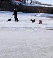 Mia 🌷 Gen.Clear Parents, a female Poodle - Miniature  and Miniature Goldendoodle for sale in Navarre, OH – Photo 10 of 10