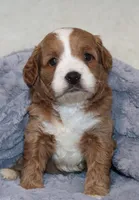 Mia 🌷 Gen.Clear Parents, a female Poodle - Miniature  and Miniature Goldendoodle for sale in Navarre, OH – Photo 7 of 10