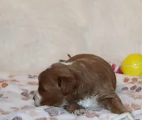 Mia 🌷 Gen.Clear Parents, a female Poodle - Miniature  and Miniature Goldendoodle for sale in Navarre, OH – Photo 9 of 10