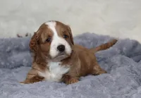 Mia 🌷 Gen.Clear Parents, a female Poodle - Miniature  and Miniature Goldendoodle for sale in Navarre, OH – Photo 8 of 10