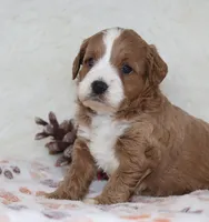 Mia 🌷 Gen.Clear Parents, a female Poodle - Miniature  and Miniature Goldendoodle for sale in Navarre, OH – Photo 6 of 10