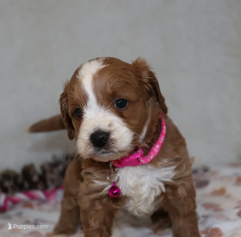 Mia 🌷 Gen.Clear Parents