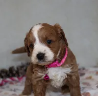 Mia 🌷 Gen.Clear Parents, a female Poodle - Miniature  and Miniature Goldendoodle for sale in Navarre, OH – Photo 1 of 10