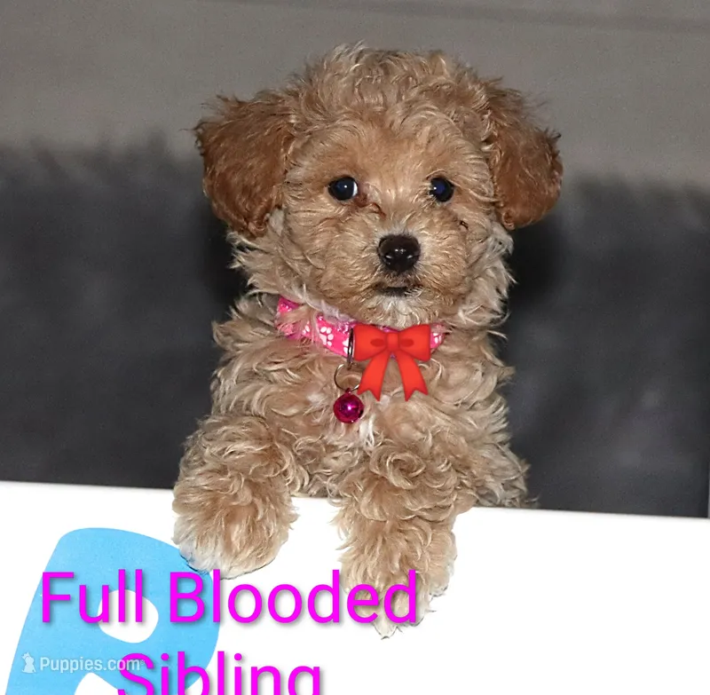 New Borns 🌷🐾💞👨‍👩‍👧‍👦 – Havapoo puppy for sale in Navarre, OH