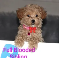 New Borns 🌷🐾💞👨‍👩‍👧‍👦, a female Havapoo for sale in Navarre, OH – 1 of 10