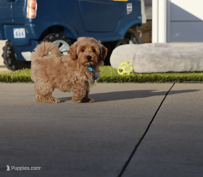 Phoenix 💙 Minature – Havapoo puppy for sale in Navarre, OH