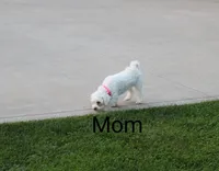 Apple 💞Toy Size, a female Havapoo for sale in Navarre, OH – Photo 8 of 9