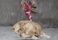 Apple 💞Toy Size, a female Havapoo for sale in Navarre, OH – Photo 5 of 9