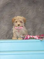 Apple 💞Toy Size, a female Havapoo for sale in Navarre, OH – Photo 6 of 9