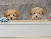 Apple 💞Toy Size, a female Havapoo for sale in Navarre, OH – Photo 7 of 9