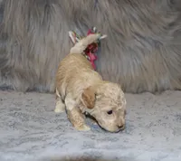 Apple 💞Toy Size, a female Havapoo for sale in Navarre, OH – Photo 4 of 9