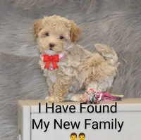 Apple 💞Toy Size, a female Havapoo for sale in Navarre, OH – Photo 1 of 9