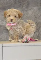 Apple 💞Toy Size, a female Havapoo for sale in Navarre, OH – Photo 3 of 9