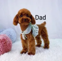 Apple 💞Toy Size, a female Havapoo for sale in Navarre, OH – Photo 9 of 9