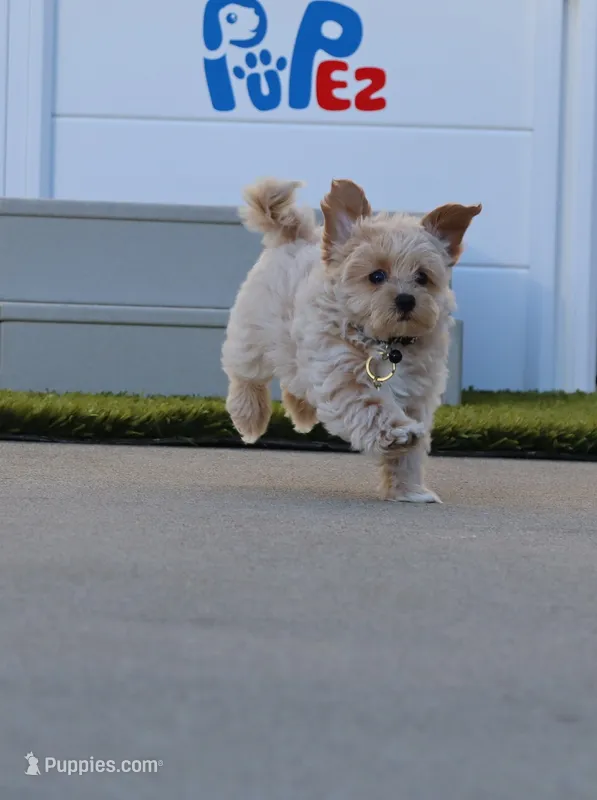 Pinto 💙 Toy/Miniature – Havapoo puppy on hold in Navarre, OH
