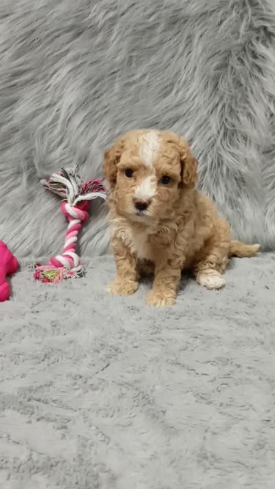 ZOEY 🌷 Toy Minature, a female Havanese and Poodle - Toy  for sale in Navarre, OH – 10 of 10