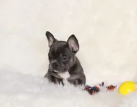 Ollie, a female French Bulldog for sale in Navarre, OH – Photo 6 of 9