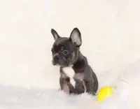 Ollie, a female French Bulldog for sale in Navarre, OH – Photo 8 of 9