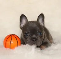 Ollie, a female French Bulldog for sale in Navarre, OH – Photo 4 of 9