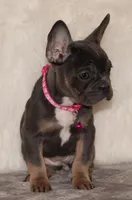 Ollie, a female French Bulldog for sale in Navarre, OH – Photo 1 of 9