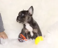 Ollie, a female French Bulldog for sale in Navarre, OH – Photo 9 of 9