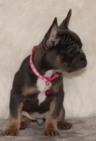 Ollie, a female French Bulldog for sale in Navarre, OH – Photo 3 of 9