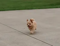 Buddy 👨‍👩‍👧💕🐕🐾, a male Poodle - Toy  and Havapoo for sale in Navarre, OH – Photo 4 of 10