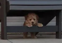 Buddy 👨‍👩‍👧💕🐕🐾, a male Poodle - Toy  and Havapoo for sale in Navarre, OH – Photo 2 of 10