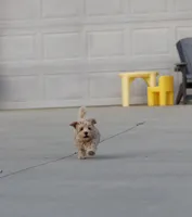 Buddy 👨‍👩‍👧💕🐕🐾, a male Poodle - Toy  and Havapoo for sale in Navarre, OH – Photo 8 of 10