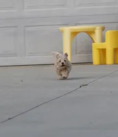 Buddy 👨‍👩‍👧💕🐕🐾, a male Poodle - Toy  and Havapoo for sale in Navarre, OH – Photo 7 of 10