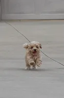 Buddy 👨‍👩‍👧💕🐕🐾, a male Poodle - Toy  and Havapoo for sale in Navarre, OH – Photo 9 of 10