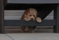 Buddy 👨‍👩‍👧💕🐕🐾, a male Poodle - Toy  and Havapoo for sale in Navarre, OH – Photo 3 of 10