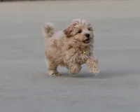 Buddy 👨‍👩‍👧💕🐕🐾, a male Poodle - Toy  and Havapoo for sale in Navarre, OH – Photo 6 of 10