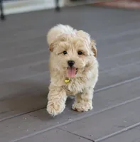 Buddy 👨‍👩‍👧💕🐕🐾, a male Poodle - Toy  and Havapoo for sale in Navarre, OH – Photo 5 of 10