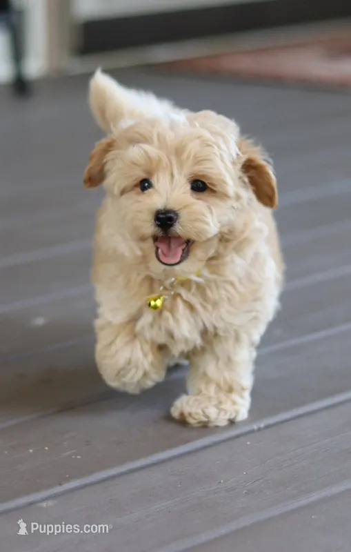 Buddy 👨‍👩‍👧💕🐕🐾