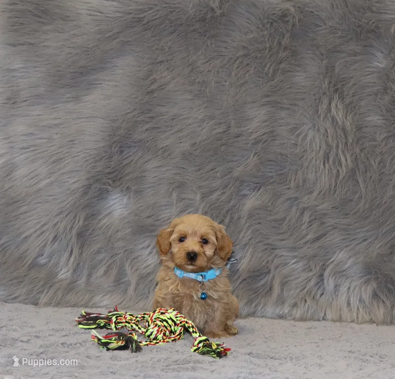 Phoenix 💙 Toy/Minature – Havapoo puppy for sale in Navarre, OH