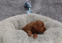 Mason 💙, a male Miniature Goldendoodle for sale in Navarre, OH – 3 of 6