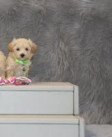 Pearl 🌷 Toy/Miniature, a female Havapoo for sale in Navarre, OH – 4 of 8