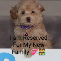 Angie 👨‍👨‍👦‍👦💞🐕Miniature, a female Havapoo for sale in Navarre, OH – Photo 1 of 10