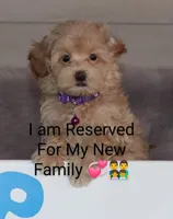 Angie 👨‍👨‍👦‍👦💞🐕Miniature, a female Havapoo for sale in Navarre, OH – Photo 1 of 10