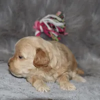 Angie 👨‍👨‍👦‍👦💞🐕Miniature, a female Havapoo for sale in Navarre, OH – Photo 7 of 10