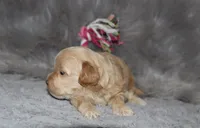 Angie 👨‍👨‍👦‍👦💞🐕Miniature, a female Havapoo for sale in Navarre, OH – Photo 7 of 10